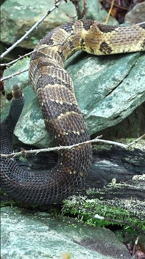How To Identify Male vs Female Rattlesnakes Without Touching