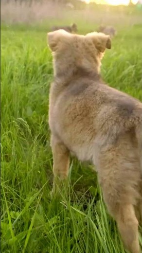 Your Pet at the Rainbow Bridge 🌈