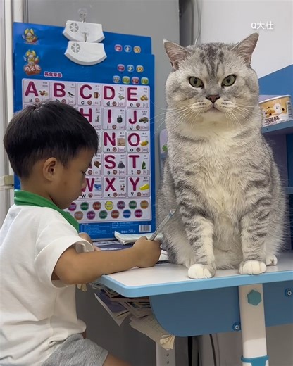 713K views · 8.6K reactions | Mega cat Big Strong supervises little human | 9GAG TV | Facebook