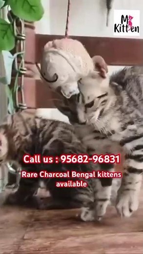 Bengal Cat Price in India: Why Are Bengal Cats So Expensive in India?