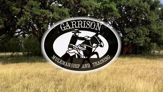 3.2K views · 79 reactions | GMT’s Mulemanship Series Episode 3: “ What is Mulemanship” Learn to effectively communicate with your mule! Private Clinics anytime. For more info call/text 830-796-5805 Video Credits:Jonathan Miller Serrano (Apprentice at GMT). | Spotlight Daily | Facebook