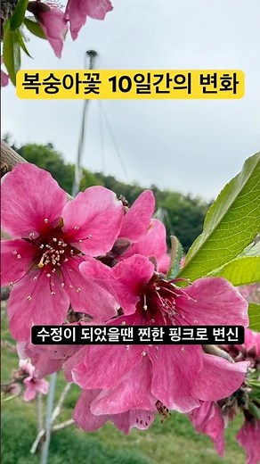 복숭아꽃이 복숭아가 될때까지 나무는 여러가지 색을 내며 향기를 퍼트립니다 #복사꽃#복숭아꽃#복숭아#감곡복숭아#복숭아나무