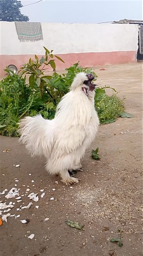 Rooster Crowing at Sunrise 🌅 | Silkie Rooster Morning Call | Fancy chicken #shorts