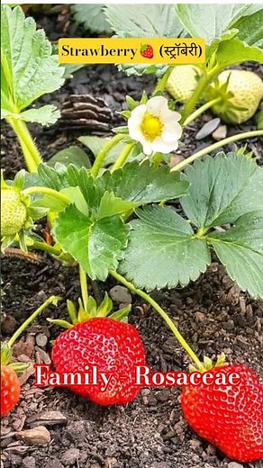 Strawberry🍓/ Fragaria/Aggregate fruit/etaerio of achenes #plantstudy #taxonomy #strawberry #botany
