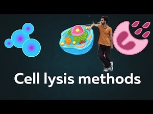 Cell Lysis Methods Explained.