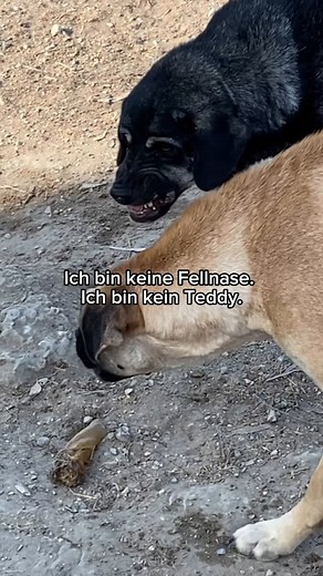 The Big Foot Way l Hundetraining & Resozialisierung on Instagram: "Ich wünsche mir einen Algorithmus wo ich nicht ständig kotzen muss vor lauter Verniedlichung, Verharmlosung und mangelnder Aussagekraft in Vermittlungstexten.💀 Diese Floskeln, ey ich kann sie nicht mehr hören. „Muss noch das Hunde 1x1/ ABC lernen“ , „bisschen unsicher aber soooo süß“ , „die Sterne am Firmament sind in die Augen von Lucky-Hope gezogen und mit den Schlappohren blaaaahh blahhh blah“. Frage an die VermittlerInnen: W