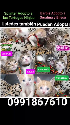 1.3K views | Splinter Adopto a las  Tortugas Ninjas Barbie de la...