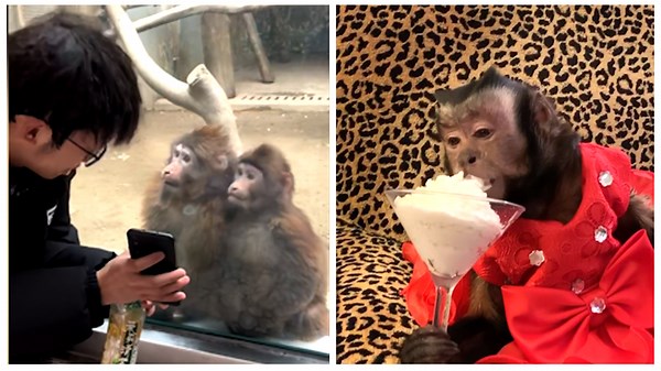 😂 Funny Random Monkey Moment!