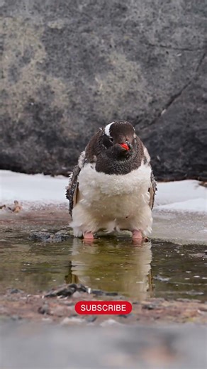 How Penguins Drink Salt Water 🐧🌊