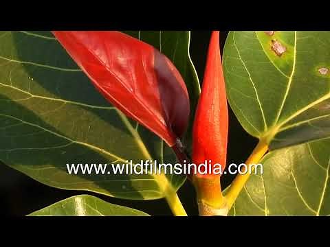 Banyan Tree or Ficus benghalensis foliage and leaves in close up - Sacred tree in India