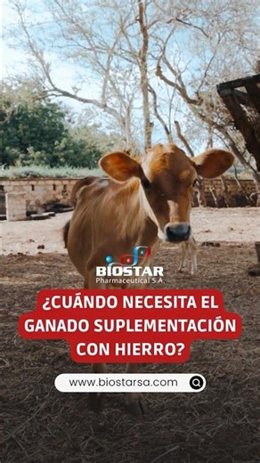 SUPLEMENTACION DE HIERRO EN EL GANADO