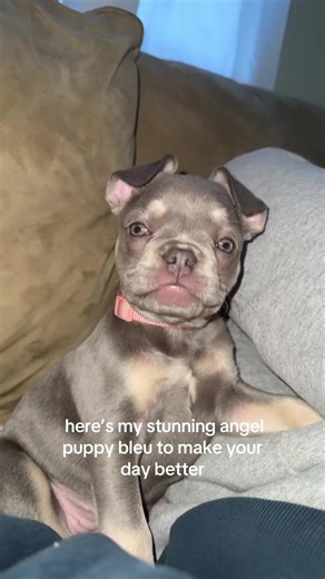 she’s a model #frenchbulldog #puppy #fypシ #frenchie