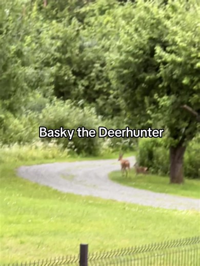 Basky_the_pug on TikTok