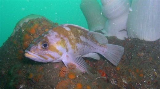 Here is how to legally fish in California for three species on same day