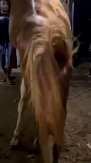 Horse Breeding Activity#AnimalBreeding #HorseBehavior #FarmAnimals #Livestock #HorseLife #EquineLife