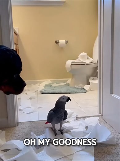 Episode 6: Hilarious Bad Dog Moments