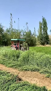 Harvesting stevia process | The world in your screen