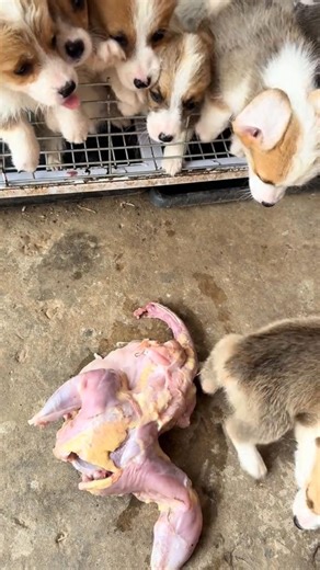 Feeding Time for Corgi Puppies: Cage Opens, Chaos Ensues, Chicken Disappears 👀