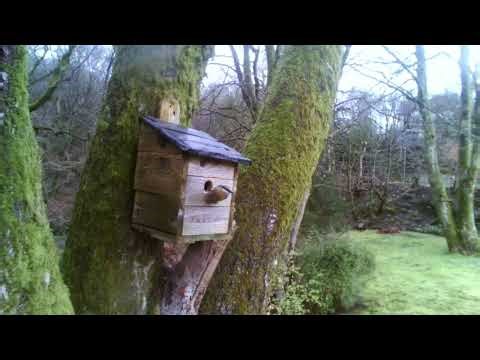 Nuthatch inspecting nest box
