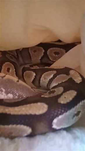 no explanation, just snakes #cuteanimal #ballpython #reptiles