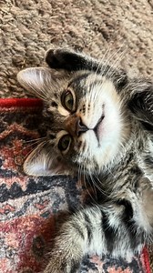 When you’re trying to tease a new song but you have a very bad kitten | The Lynx Family Band