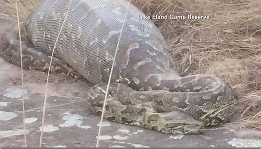 A snake had too much to eat. Here's Sam Kerrigan with #InUrFacebook. | CBS 12 News