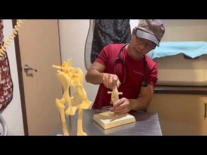 Canine Medial Patellar Luxation explained in 1 minute