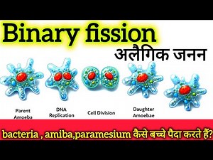 Binary Fission in Amoeba, Euglena and Paramecium/अलैंगिक प्रजनन or asexual reproduction#reproduction