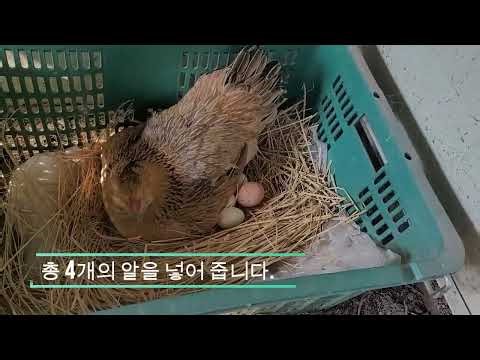 암닭이 알을 품기 시작할때 이것만은 꼭 해야 병아리 부화가 됩니다.