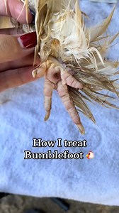 61K views · 739 reactions | Bumblefoot is an infection that forms in a chickens foot pad and or toes. Some causes can be -Wire rough flooring -Splinters -Cut abrasions to the foot -Too much pressure (heavy birds) #chickensoftiktok #bumblefoot #chickens #~ | Simply Chickens | Facebook