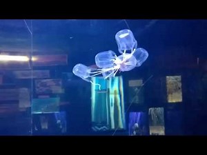 Box Jellyfish eating Lance fish
