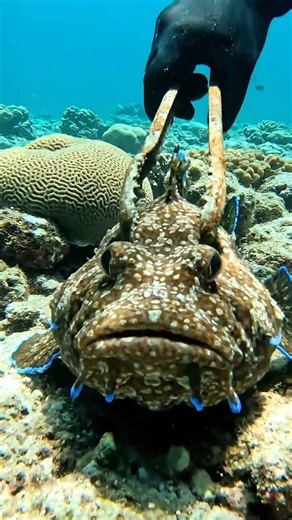 Eye-Level Encounter: Camouflaged Toadfish on Coral Rubble — #OceanWildlife #ReefLife #ScubaDiving