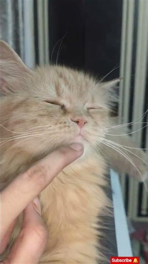 SEO Optimized TitleCute Gray & Brown Cats 😻 | #cat #ytshorts