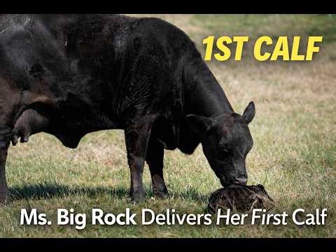 Ms. Big Rock Delivers Her First Calf