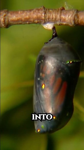 Monarch Butterfly Timelapse | Incredible Life Cycle Transformation #Butterfly #Timelapse #nature