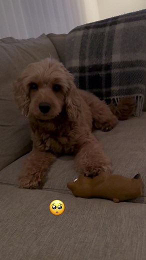 Miniature Cockapoo Reactions to Sounds
