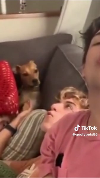 GoofyPets sur TikTok