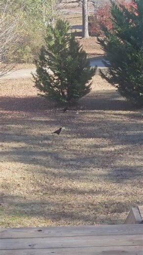 The crows have began to takeover, can the squirrels overpower them? #squirrel #crow #training #army #comedy | The Clueless 2