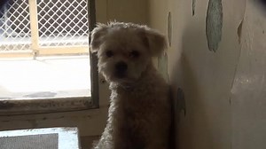 80 reactions · 96 shares | This little guy is just 2 and very sweet...