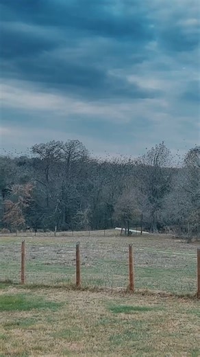 the sound ‍ #murmuration #starlings #countryliving #birdtok #texas | Babesinfarmland | Facebook