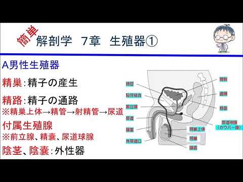 簡単解剖学 ７章 生殖器①（男性生殖器）