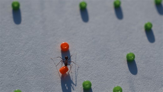 “Swarm Intelligence” Sees Longhorn Crazy Ants Clear The Path For Nestmates