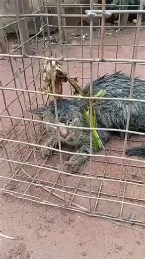 This hunter caught this Animal that has been feasting on his chickens daily What's the name of this Animal?