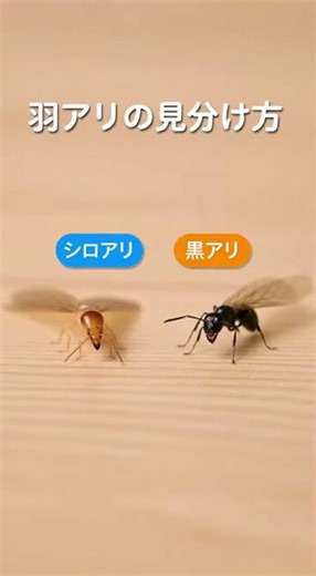 4月の羽アリ、実はシロアリかもしれません。家の中で見かけたら注意が必要ですヤマトシロアリは4〜5月の昼間に群飛し、黒っぽい見た目で間違えやすい害虫です。静岡県で無料調査受付中。詳しくは下記URLhttps://t.co/E7NbZkENRL#静岡シロアリ駆除 #羽アリ