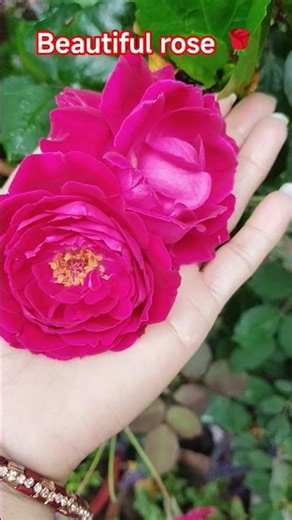 Rose flowers #flowers #plants#nature#rose #garden#gardenflowers #youtubeshorts #shorts