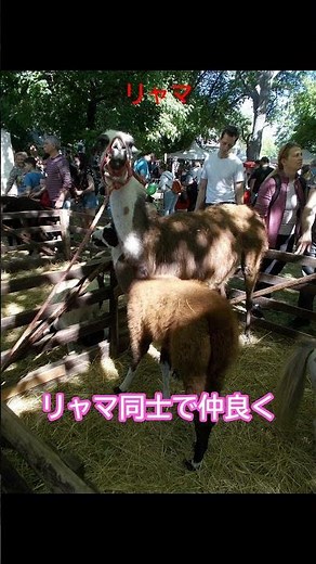 リャマの意外なスゴさ