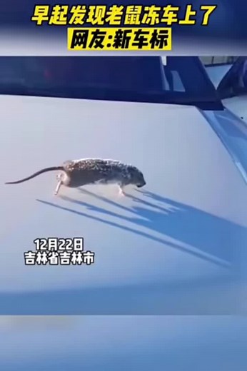 Curious Mouse Walking on White Surface