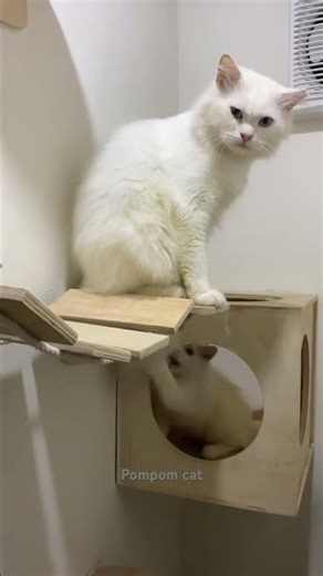 #cat #funny #animals #cute #pets