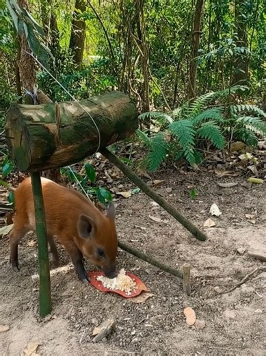 Primitive Survival Techniques for Boar Hunting