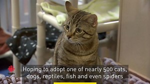 The Edmonton Humane Society needed to adopt out nearly 500 cats, dogs, fish, reptiles and spiders -- and Edmontonians lined up in droves to adopt them. www.cbc.ca/1.4590859 | CBC Edmonton